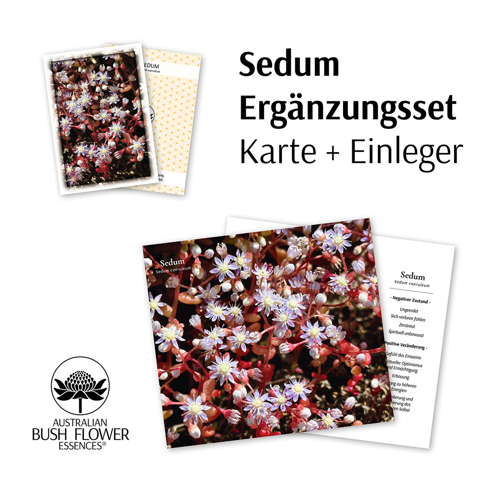 Sedum Ergänzungsset