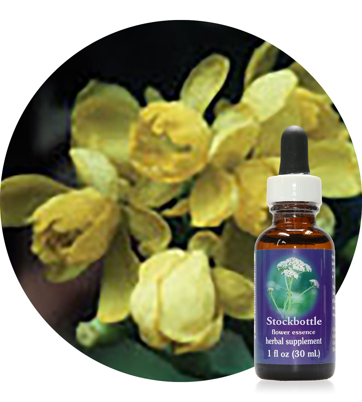 Oregon Grape 30 ml (MHD 04/2022)